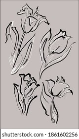 
Drawing Set vector graphics with floral pattern for desig with tulip 