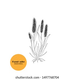 Drawing of Setaria italica, Foxtail millet plant with ears, leaves, stems and roots. Whole plant.