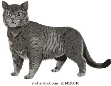 dibujo de shartreux cat, art.ilustración, vector