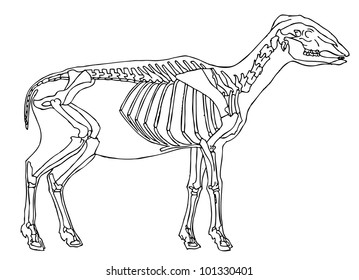 drawing of sheep skeleton