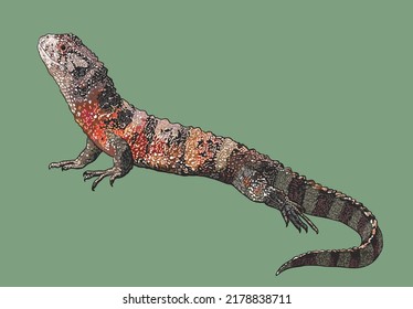 Zeichnen von Shinisaurus, exotisch , endengared, art.grafik, Vektorgrafik