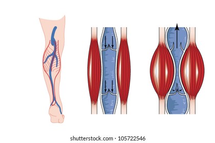 Drawing to show the action of the calf muscle in pumping blood from the lower limb back to the heart