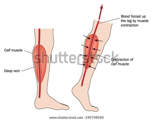 ふくらはぎの筋肉ポンプが原因で脚から強制された血液を示す図 Adobe Illustratorで作成 Eps10 のベクター画像素材 ロイヤリティフリー