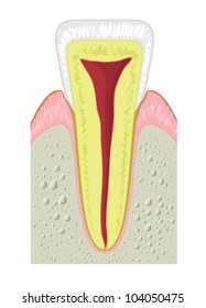 Drawing to show the main anatomical structures of a typical incisor tooth, including the bone of the jaw and gum