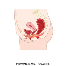 Drawing To Show The Pelvic Floor Muscles And Their Support Of The Uterus, Bladder And Rectum