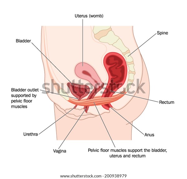 Stock Vektor Kresba Ukazat Svaly Panevniho Dna A Bez Autorskych Poplatku 200938979