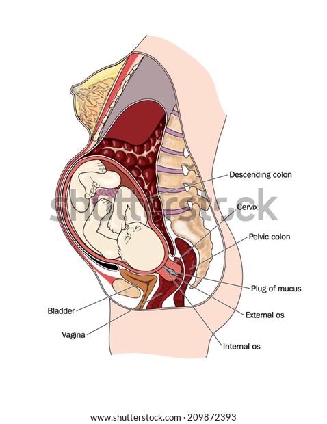腹部を横断した妊婦を 膀胱と他の腹部器官 ラベル付き に対する妊娠子宮の相対的な位置を示す図面 のベクター画像素材 ロイヤリティフリー