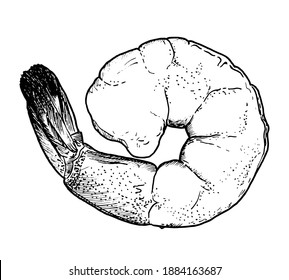 Drawing of shrimp - hand sketch of food