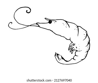 drawing of a shrimp. painted marine crustacean shrimp with an isolated black outline, with curved black antennae, eyes and texture spots on the back, side view on white for a design template. seafood 