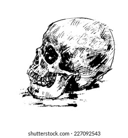 Drawing side of human skull on white.tracing image
