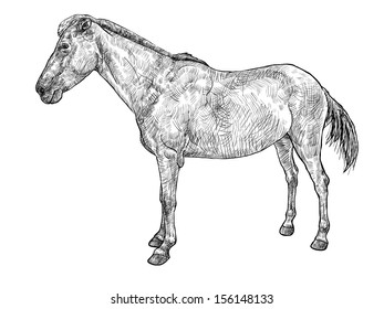 Drawing the side of mare or female Thoroughbred  horse.