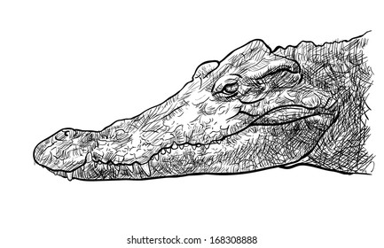 Drawing side view of crocodile's head