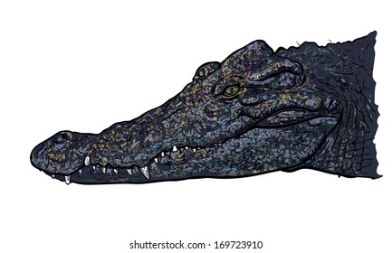 Drawing side view of crocodile's head