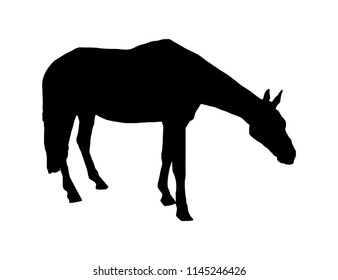 Drawing silhouette of horse standing. Vector isolated black icon on white background.