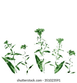 Drawing silhouette wild flowers watercolor style