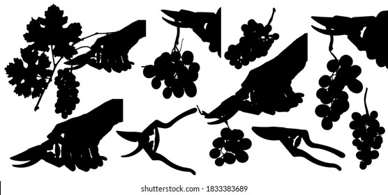 Drawing of silhouettes of grape bunches and hand with harvesting scissors. Vector illustration for your designs and decoration.
