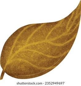 drawing of a single leaf on a white background