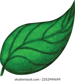 drawing of a single leaf on a white background