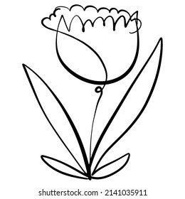 drawing a single line of a flower with a stem and leaves, a large bud of a curly tulip