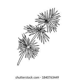 Drawing of a Single pine branch in the sketch style is isolated on a white background. Vector pine branch is hand-drawn. Christmas is a linear sketch. For new year's design and decor