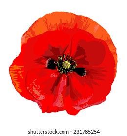 Drawing a single red poppy