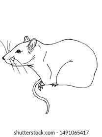 Drawing of a sitting rat on a white background for coloring with colored paints