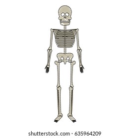 drawing skeleton human bones skull medicine