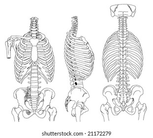 Drawing skeletons