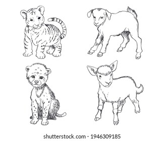 Drawing sketch of baby Tiger, cheetah, sheep and goat