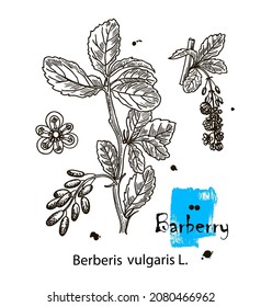 Dibujo de ramas de baya aisladas en el fondo blanco. Ilustración vectorial botánica.