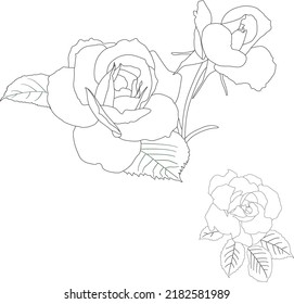 Drawing and sketch beautiful rose flower
