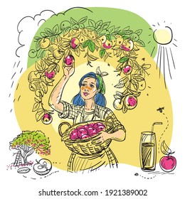 Drawing a sketch depicting a girl who picks apples. She is holding a basket of apples, branches around her, a glass of fresh juice, half an apple