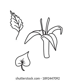 Drawing and sketch exotic flowers with black and white line-art. On a white background.Vector design for postcard banners.