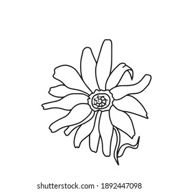 Drawing Sketch Exotic Flowers Black White Stock Vector (Royalty Free ...