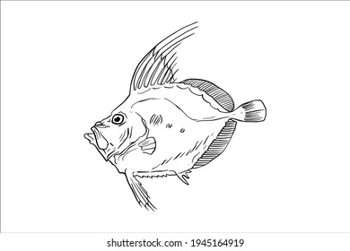 Drawing sketch of fish isolated on white background