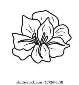 images Cherry Blossom Pictures To Draw https www shutterstock com image vector drawing sketch flower black white lineart 1892448538
