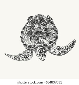 Drawing sketch of sea turtle swimming under water. Wild turtle hand drawn illustration