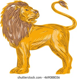 Drawing sketch style illustration of an angry lion big cat roaring showing teeth fangs looking to the back viewed from the side  set on isolated white background. 
