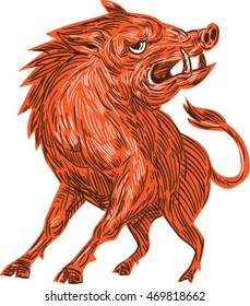 Drawing sketch style illustration of an angry wild pig boar razorback ready to attack looking to the side viewed from front set on isolated white background. 