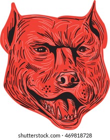 Drawing sketch style illustration of an angry pitbull dog mongrel head facing front set on isolated white background.
