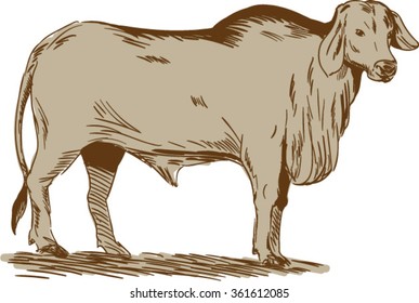 Drawing sketch style illustration of a brahman bull looking front viewed from the side set on isolated white background. 