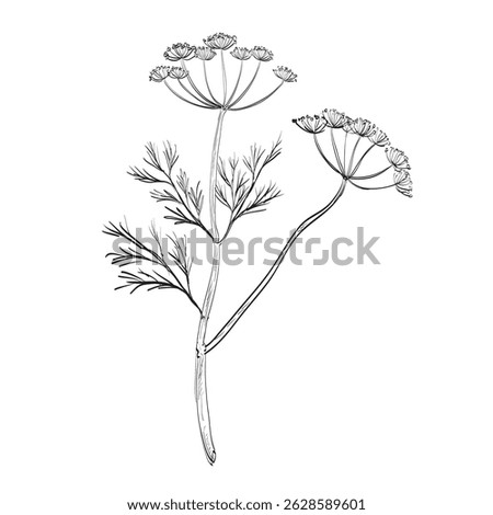 Drawing sketch style illustration of a Dill or Anethum graveolens, an annual herb in the celery family Apiaceae used as spice or herb done in black and white line art on isolated background.