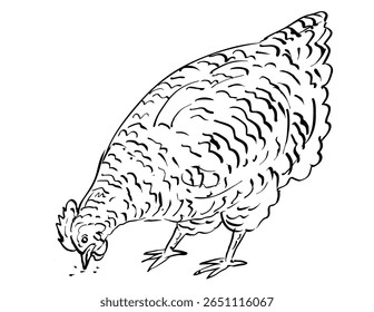 Drawing sketch style illustration of the Dominique chicken breed hen pecking feeding on isolated background done in black and white line art.