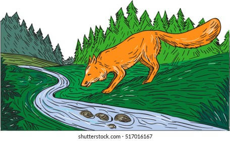 Drawing sketch style illustration of a fox drinking from river creek with woods trees forest in the background.