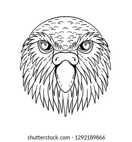 Drawing sketch style illustration of head of kakapo, night parrot or owl parrot, a species of flightless, nocturnal, ground-dwelling parrot endemic to New Zealand done in black and white.
