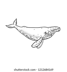 Drawing sketch style illustration of a humpback whale, a species of baleen whale, with distinctive body shape, long pectoral fins and knobbly head in black and white on isolated background.