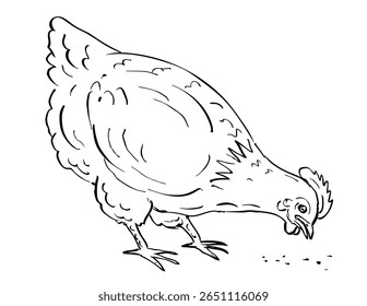 Drawing sketch style illustration of an ISA Brown crossbreed of chicken hen pecking feeding on isolated background done in black and white line art.
