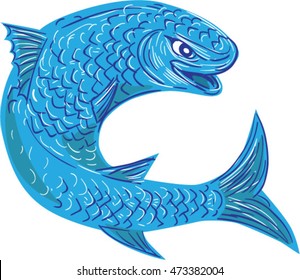 Drawing sketch style illustration of  a mullet or grey mullet from a family Mugilidae in the order of ray-finned fish, jumping viewed from the side set on isolated white background. 