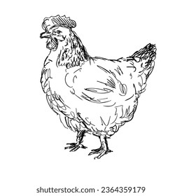 Drawing sketch style illustration of an Old Sussex, Kent Fowl, Sussex chicken or hen viewed from side on isolated white background done in black and white line art..