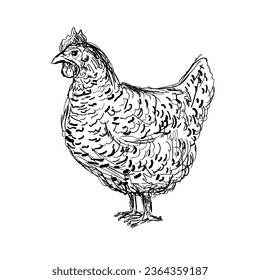 Drawing sketch style illustration of an Plymouth Rock, Rock, Barred Rock hen, an American breed of domestic chicken viewed from side on isolated white background done in black and white line art.